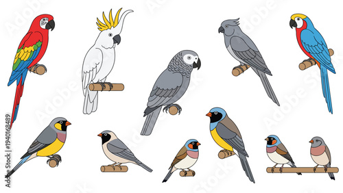 Detailed collection of colorful bird species including various parrots and cockatoos perched on branches for nature and wildlife design.