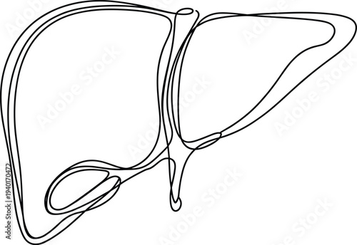 Human liver anatomy line drawing, digestive organ medical illustration, hepatology healthcare concept for biology education and medical science