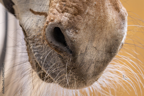 Close‑up of a Grévy’s zebra nostril with fine hairs.
