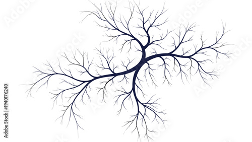 Intricate network of tree branches or blood vessels branching out in a symmetrical pattern against a clean white background.