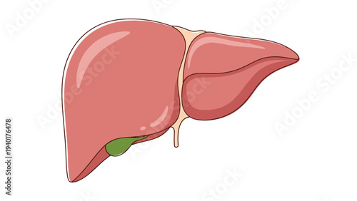Anatomical illustration of a human liver and gallbladder showing the internal organ structure for medical or health education.
