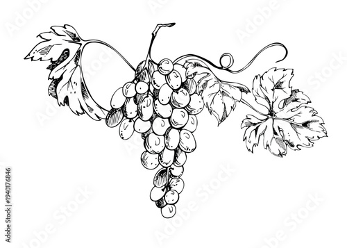 Grapevine with ripe grape clusters, expressive leaves and curling tendrils. Botanical isolated vector illustration hand drawn in fine ink lines. Wine branding, vineyard logos, packaging design