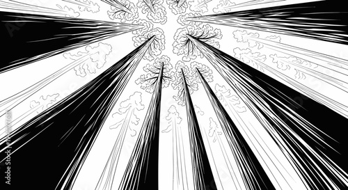 Looking Up Through Forest Canopy, Black and White Line Art, Tall Trees Reaching Sky