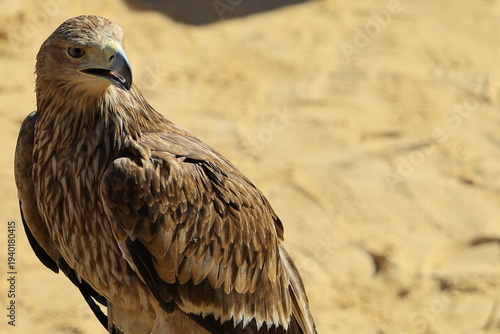 Close-up of a Tawny Eagle (Aquila rapax) in Siwa, Egypt
