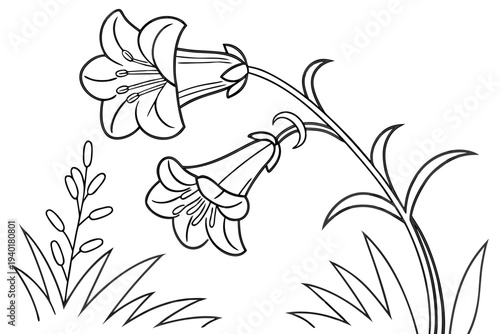 coloring page line art the penstemon flower black vector