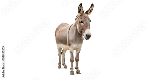 A brown donkey standing alone on a white background looking curious