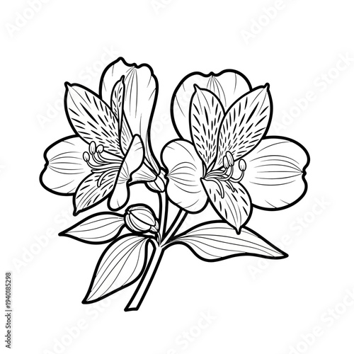 Line drawing alstroemeria flower 