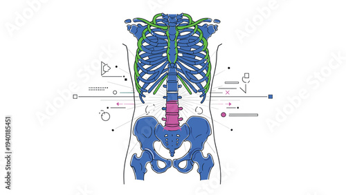 Anatomical illustration of a human skeleton torso showing ribs, spine, and pelvis with colorful highlighted sections.