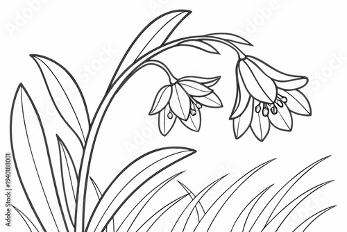 coloring page line art the scilla flower black vector