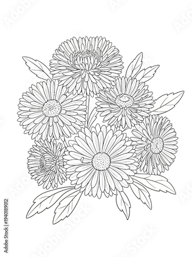 Black and white aster 