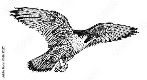 Peregrine Falcon in Flight, Detailed Ink Drawing, Majestic Bird of Prey
