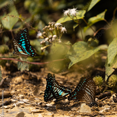 Blue spotted jay butterfly, Khao Sok National Park