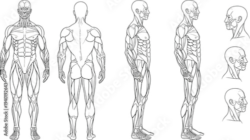 Human muscular system anatomy front back and side views medical education vector illustration