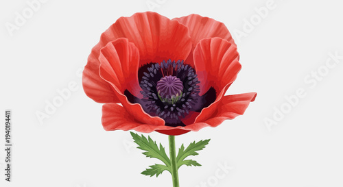 Red Poppy Flower Illustration – Realistic Bloom Botanical Vector Design
