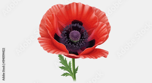 Red Poppy Flower Illustration – Realistic Bloom Botanical Vector Design