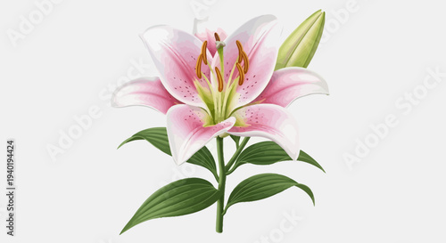 Pink Lily Flower Illustration – Realistic Bloom Botanical Vector Design
