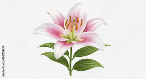 Pink Lily Flower Illustration – Realistic Bloom Botanical Vector Design