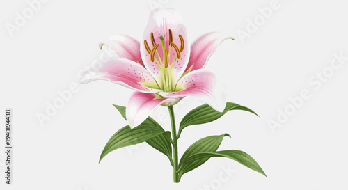 Pink Lily Flower Illustration – Realistic Bloom Botanical Vector Design