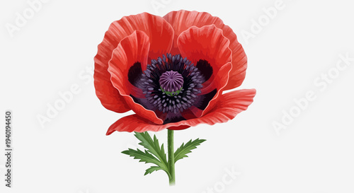 Red Poppy Flower Illustration – Realistic Bloom Botanical Vector Design