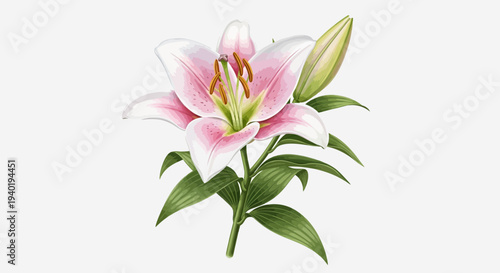 Pink Lily Flower Illustration – Realistic Bloom Botanical Vector Design