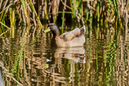  Ánade Real o Azulón (Anas platyrhynchos)