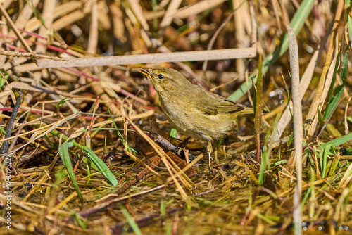  mosquitero común posado en el suelo del bosque (Phylloscopus collybita)​