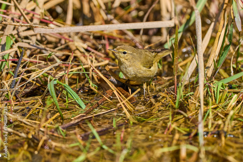 mosquitero común posado en el suelo del bosque (Phylloscopus collybita)​