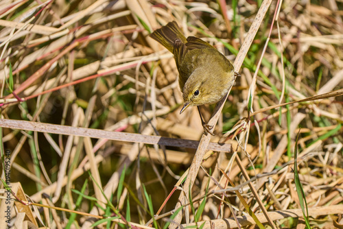  mosquitero común posado en el suelo del bosque (Phylloscopus collybita)​
