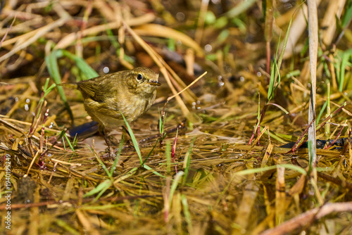  mosquitero común posado en el suelo del bosque (Phylloscopus collybita)​