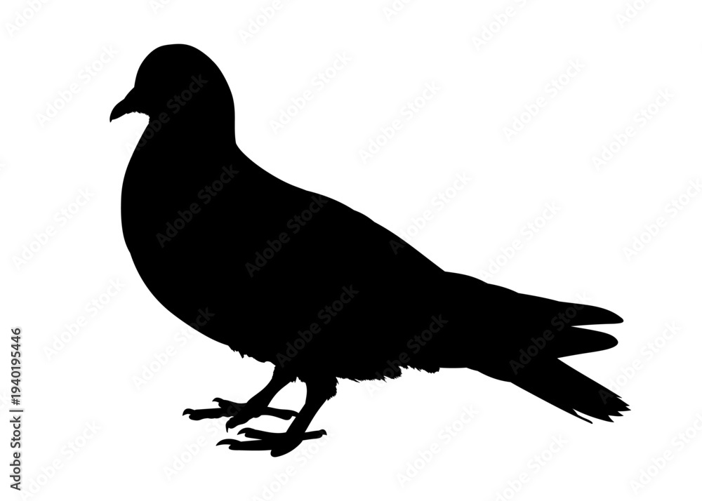 Fototapeta premium Pigeon bird sitting black hand drawn silhouette isolated on transparent background. Vector PNG