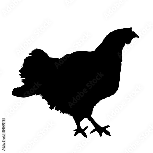 Chicken bird black hand drawn silhouette isolated on transparent background. Vector PNG