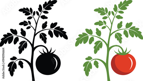 Tomato plant vector illustration with ripe red fruit and black silhouette icon isolated on white background for gardening and agriculture, 20 words.