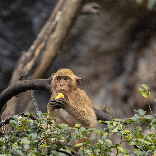 Ling-tailed macaque eating fruit near temple in Thailand