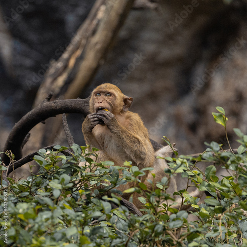 Ling-tailed macaque eating fruit near temple in Thailand