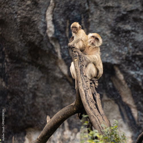 Ling-tailed macaque eating fruit near temple in Thailand