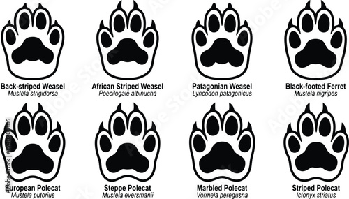 Illustration of various weasel and polecat paw prints with species names and descriptions