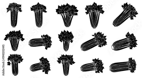Set of black and white illustrations of various bunch of celery stalks with leaves on white background