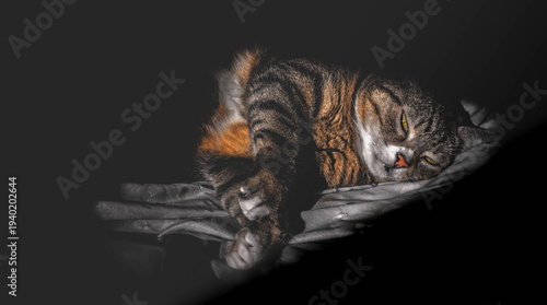 Foto Sleeping tabby cat on bedding in dramatic light