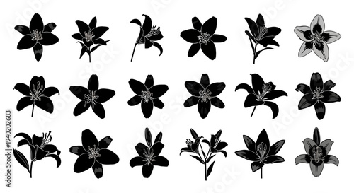 Collection of black and white lily flowers in various stages of bloom on plain background