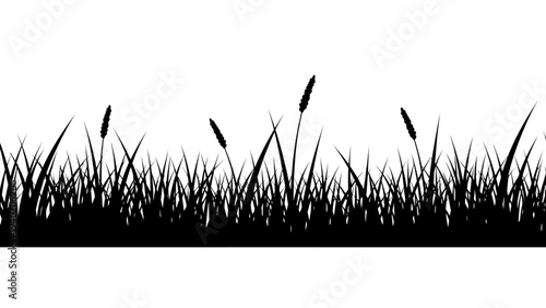 Silhouette of Tall Grass and Reeds Growing on a White Background.