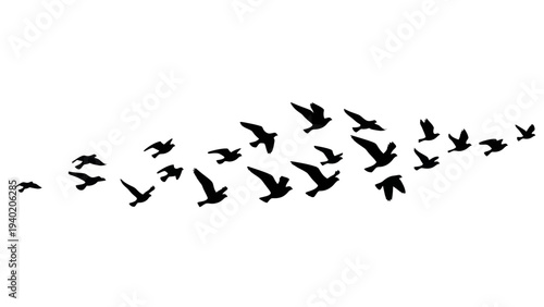 Silhouettes of a flock of birds flying in formation across the sky.