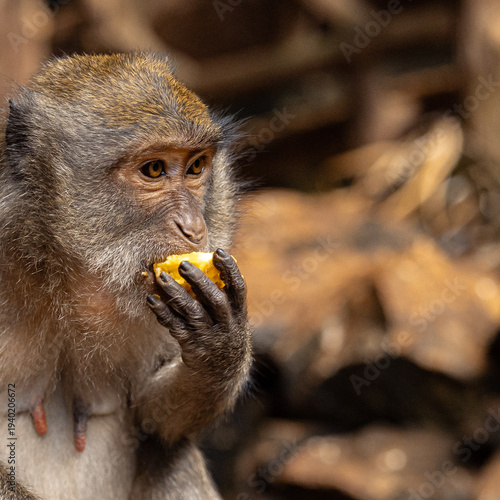 Ling-tailed macaque eating fruit near temple in Thailand