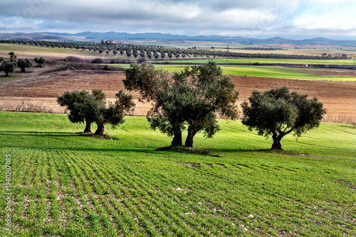 Sembrados y olivos