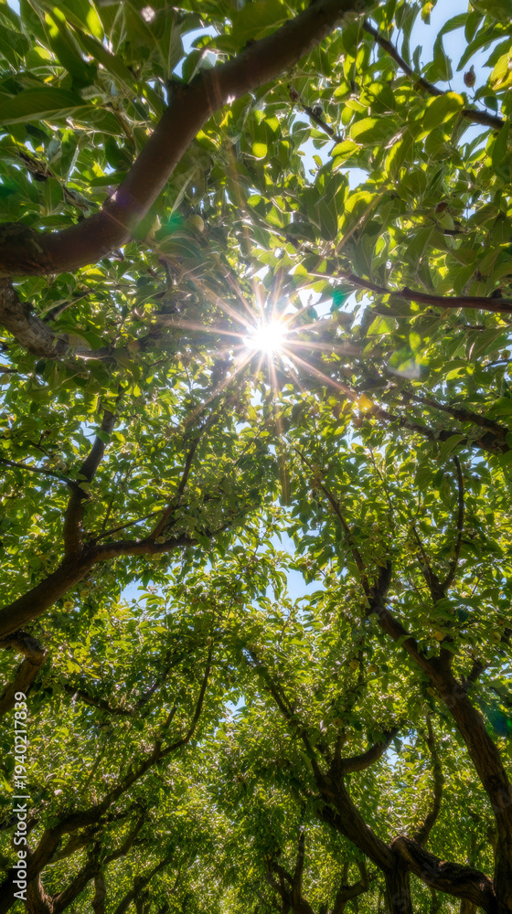 Fototapeta premium Radiant rays streaming through apple tree foliage, lush green park scene with bokeh