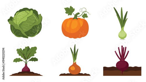Healthy assortment of farm fresh vegetables including cabbage pumpkin onion and beetroot displayed on a white background.