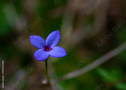 Obraz na plátně Azure bluet isolated against a blurry background