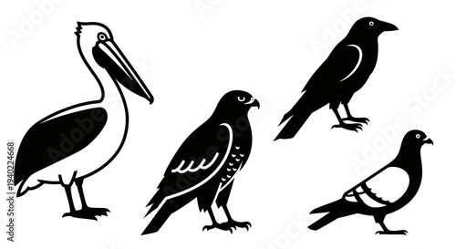 Diverse Bird Species Collection: Pelican, Hawk, Crow, and Pigeon Silhouettes and Outlines