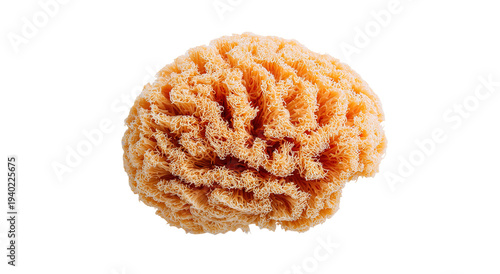 Human brain models set isolated on transparent background