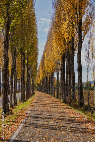 Allee zur Insel Reichenau im Bodensee