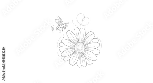Flying Bee Trailing Away from a Blooming Daisy Flower on Isolated White Background